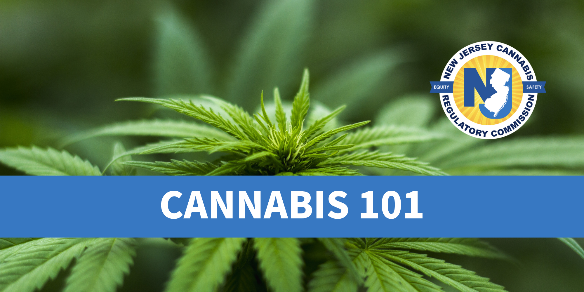 Cannabis 101